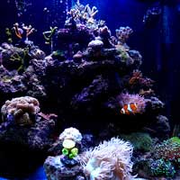 aquarium récifal
