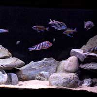 aquarium tanganika