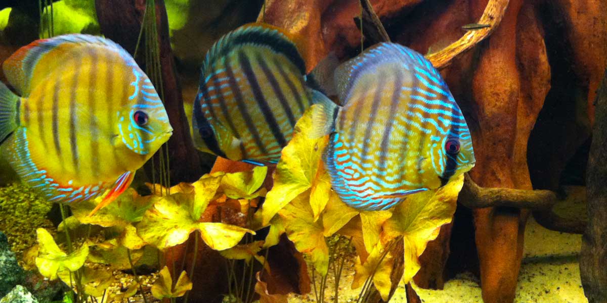 aquarium discus